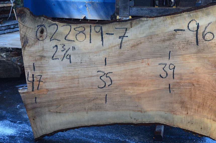 022819-07 Big Leaf Maple Slab