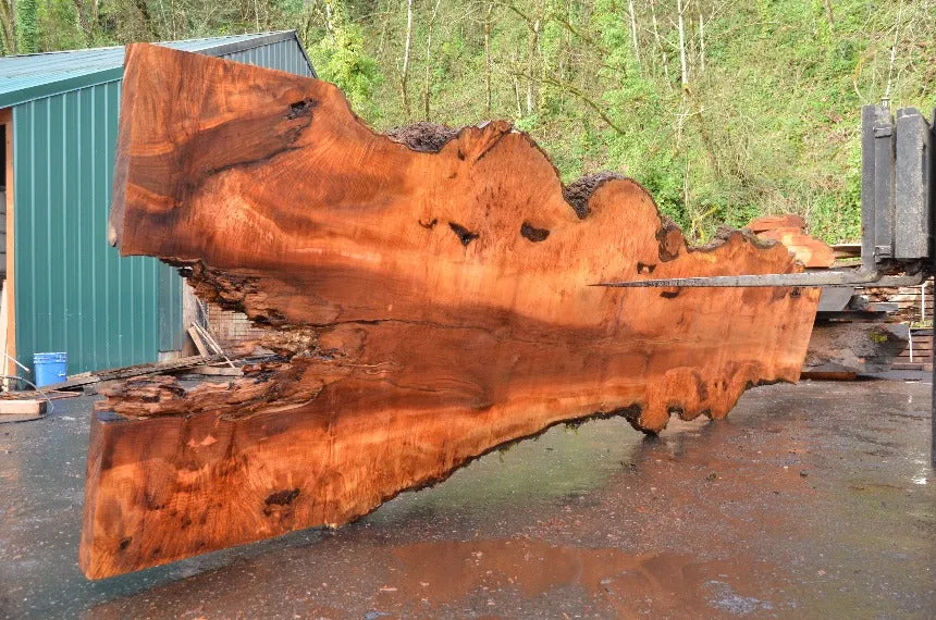 Big Leaf Maple Slab 032522-01