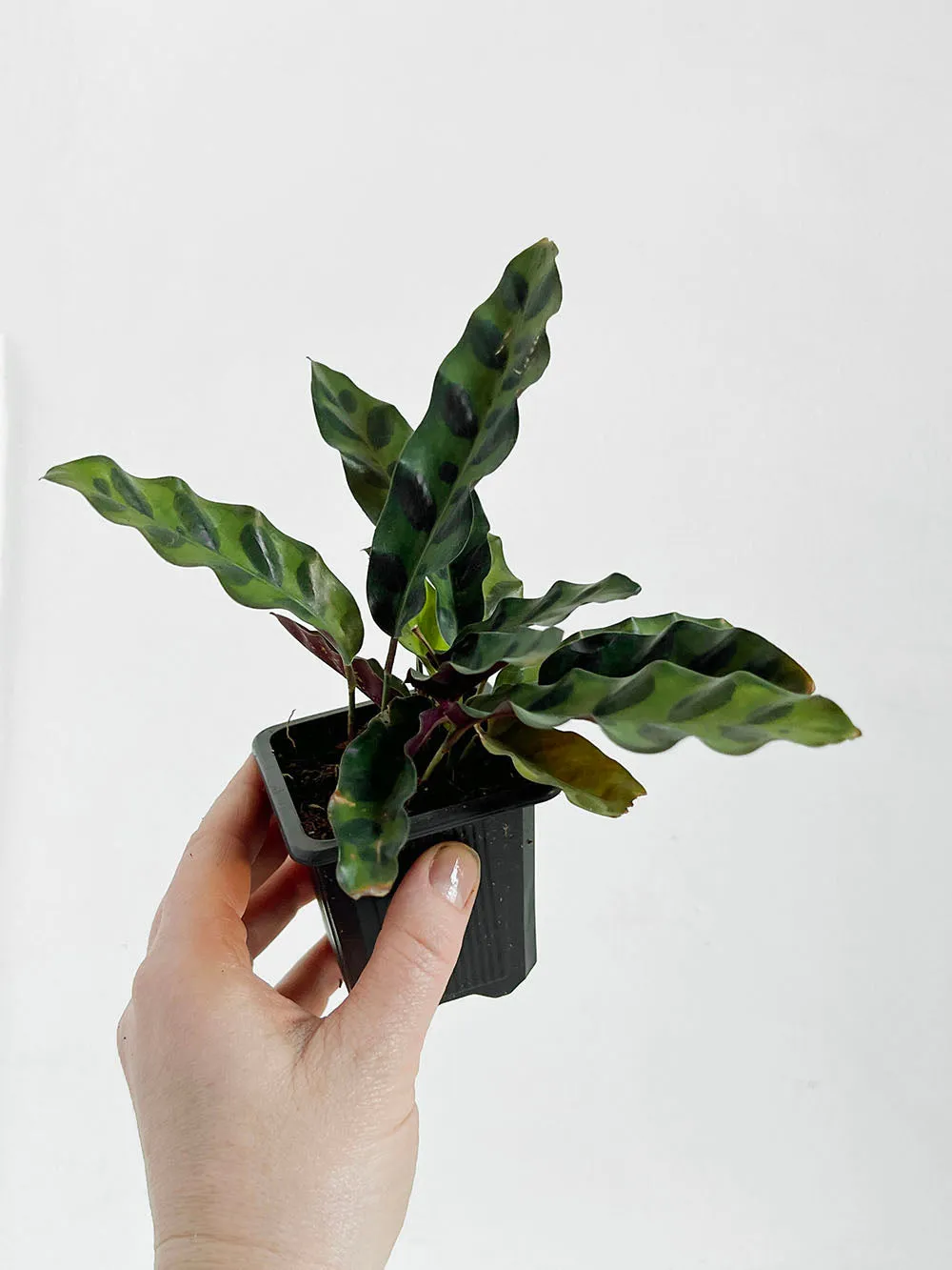 Rattlesnake Calathea