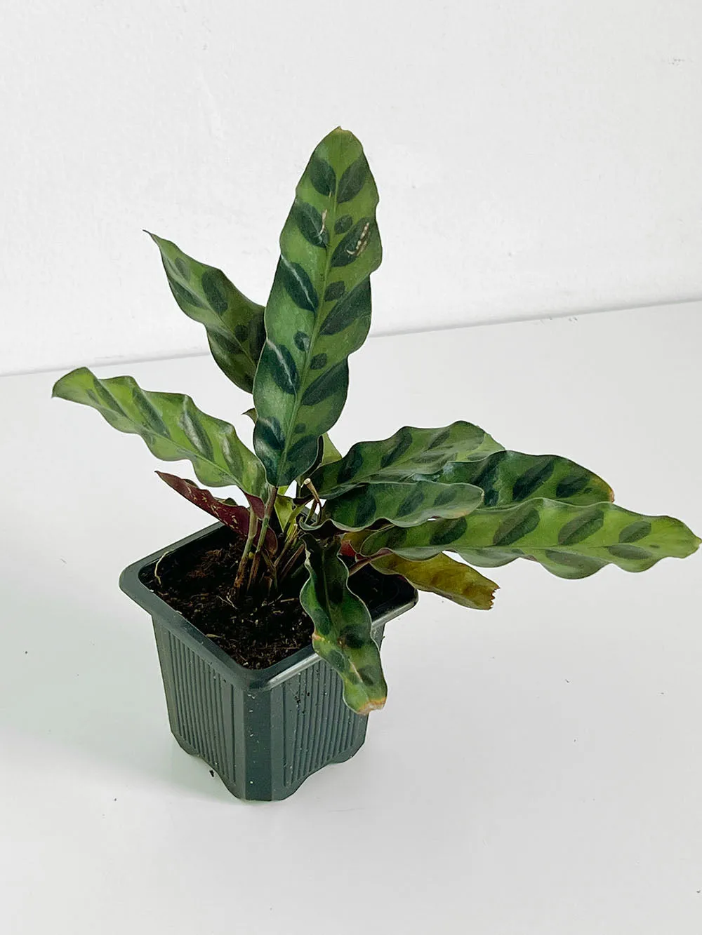 Rattlesnake Calathea