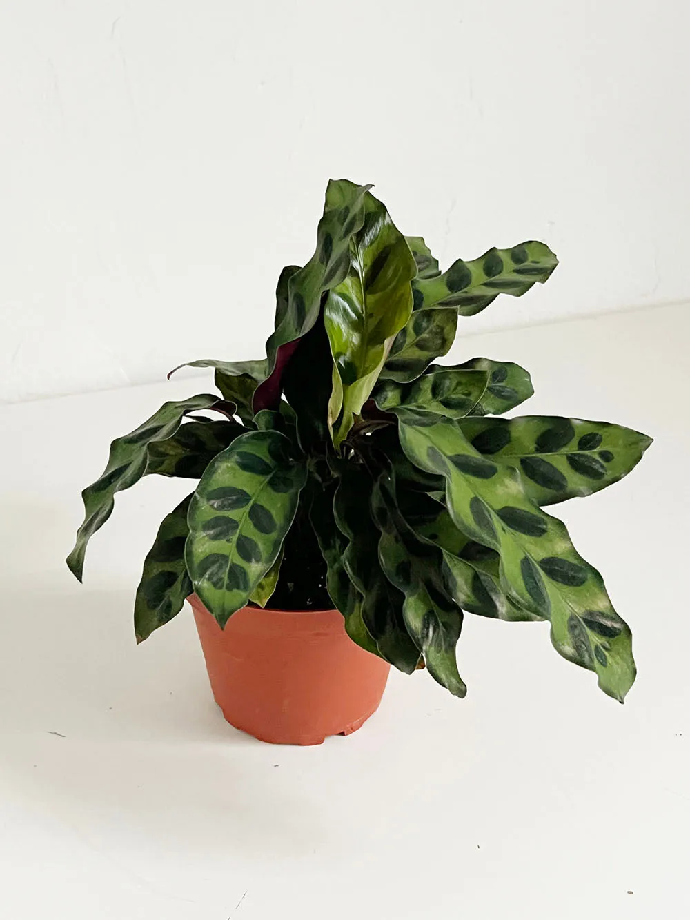 Rattlesnake Calathea