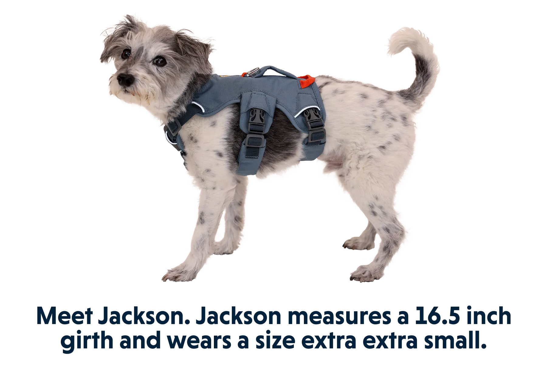 RP - Web Master™ Dog Harness with Handle