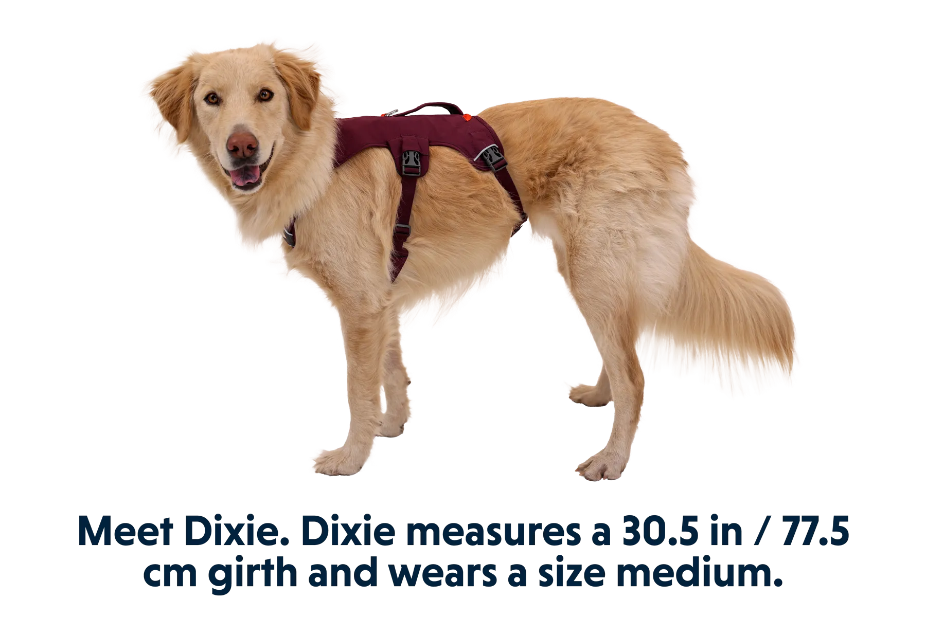 RP - Web Master™ Dog Harness with Handle